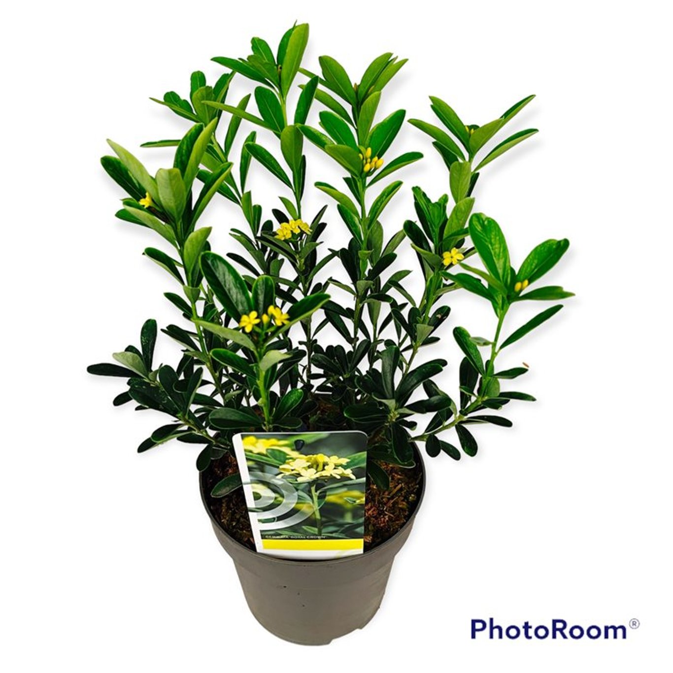 Daphne gemmata 'Royal Crown' - C2